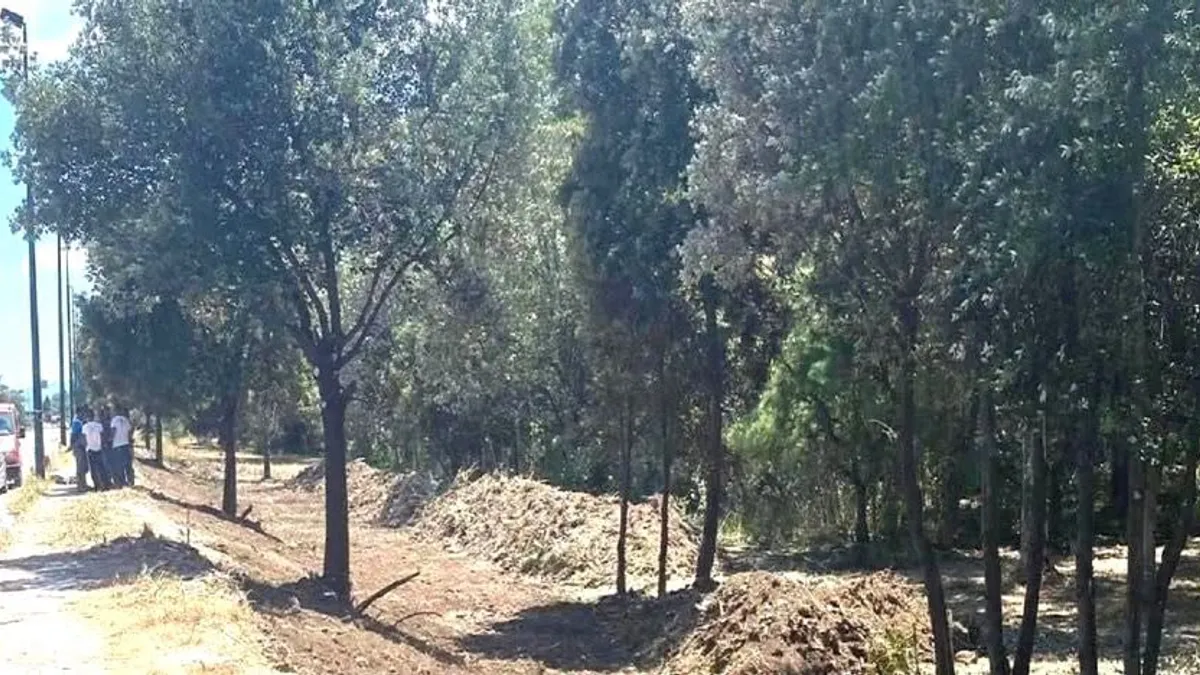 Eboli, pini abbattuti e rischio diffusione del parassita a Campolongo: chiesti controlli rigorosi a tutela della pineta