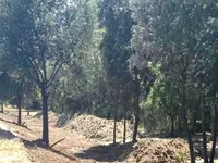 Eboli, pini abbattuti e rischio diffusione del parassita a Campolongo: chiesti controlli rigorosi a tutela della pineta