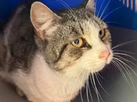 Montecorvino Rovella, il piccolo Romeo trovato zoppicante: forse investito da un'auto, avviata una raccolta fondi per curare il gattino randagio