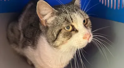 Montecorvino Rovella, il piccolo Romeo trovato zoppicante: forse investito da un'auto, avviata una raccolta fondi per curare il gattino randagio