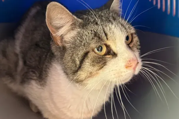 Montecorvino Rovella, il piccolo Romeo trovato zoppicante: forse investito da un'auto, avviata una raccolta fondi per curare il gattino randagio