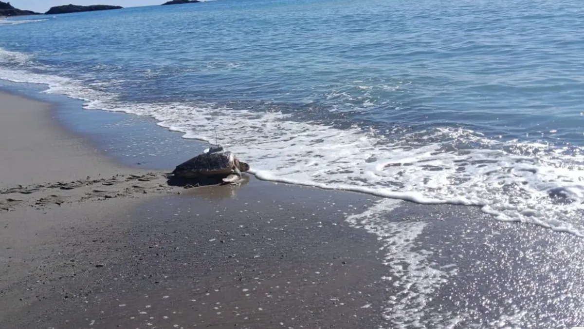 Ascea, dopo le cure tornano in mare le tartarughe Mattiele e Tonino: inaugurate anche le nuove luci per proteggere i nidi