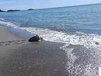 Ascea, dopo le cure tornano in mare le tartarughe Mattiele e Tonino: inaugurate anche le nuove luci per proteggere i nidi