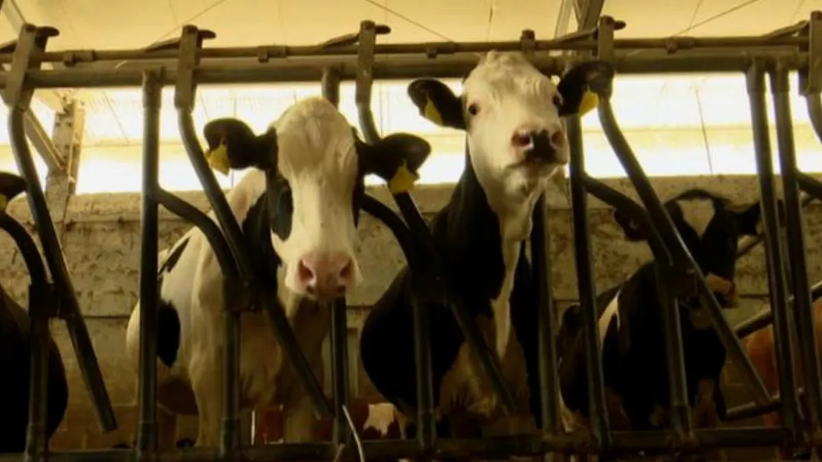 Campania, stanziati 450mila euro per gli allevamenti colpiti dalla tubercolosi bovina: nuovi contributi per gli allevatori