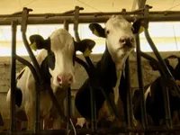 Campania, stanziati 450mila euro per gli allevamenti colpiti dalla tubercolosi bovina: nuovi contributi per gli allevatori