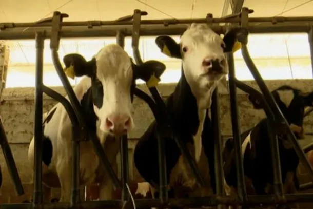 Campania, stanziati 450mila euro per gli allevamenti colpiti dalla tubercolosi bovina: nuovi contributi per gli allevatori