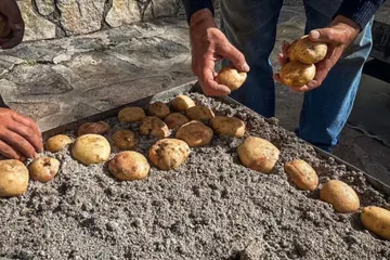 Castelcivita, la Patata di Montagna protagonista della 15ª edizione della festa nel borgo degli Alburni