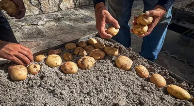 Castelcivita, la Patata di Montagna protagonista della 15ª edizione della festa nel borgo degli Alburni
