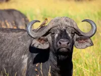 Stanziati 450mila euro per la zootecnia: la Regione Campania sblocca i ristori contro la tubercolosi bovina