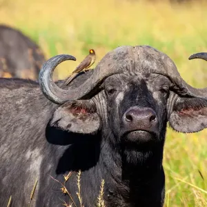 Stanziati 450mila euro per la zootecnia: la Regione Campania sblocca i ristori contro la tubercolosi bovina