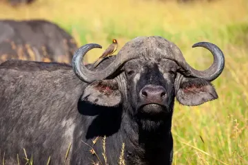Stanziati 450mila euro per la zootecnia: la Regione Campania sblocca i ristori contro la tubercolosi bovina