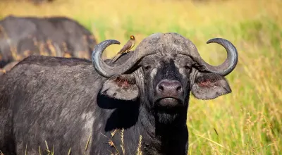 Stanziati 450mila euro per la zootecnia: la Regione Campania sblocca i ristori contro la tubercolosi bovina