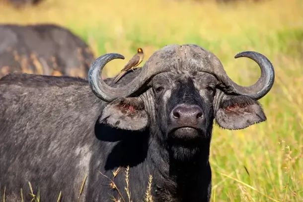 Stanziati 450mila euro per la zootecnia: la Regione Campania sblocca i ristori contro la tubercolosi bovina